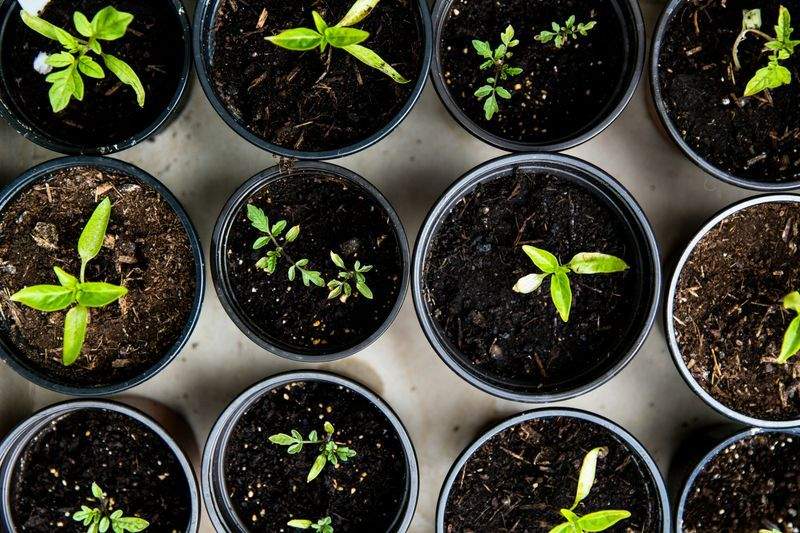 Riego eficiente: cómo cuidar tus plantas sin desperdiciar agua