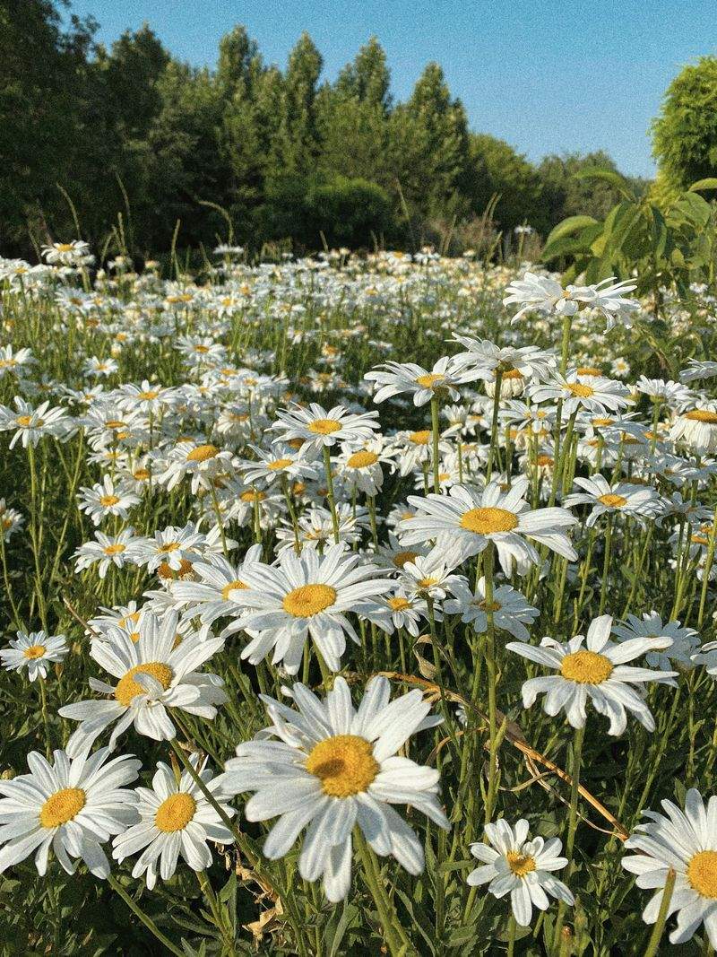 VerdeVivo Jardinería y Paisajismo 6